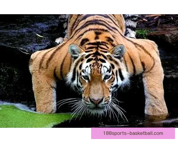 世界杯赛事深度解析与体育竞猜策略全方位指南